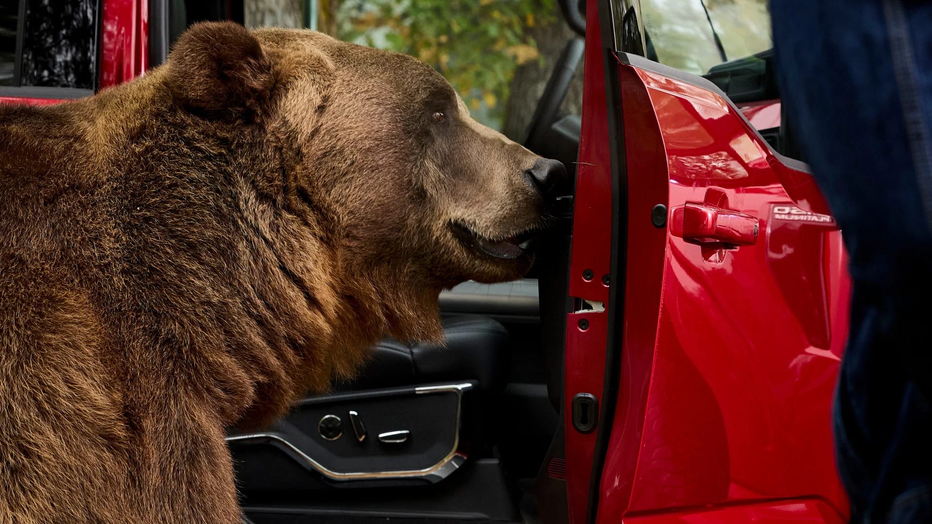 Ford hired an 800-pound bear to test the F-150's anti-theft system - photo 6