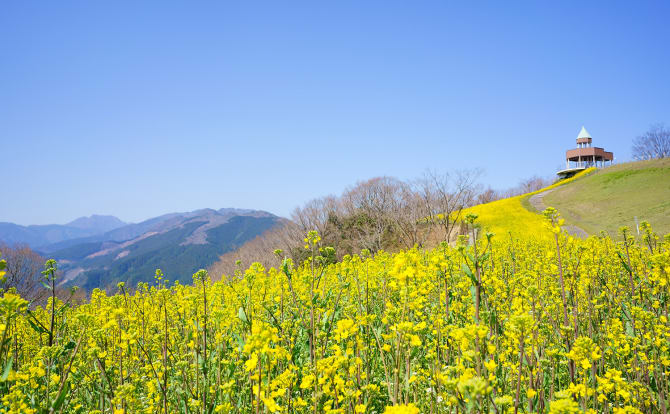 Take a scenic drive from the castle town of Matsuyama to eastern Ehime