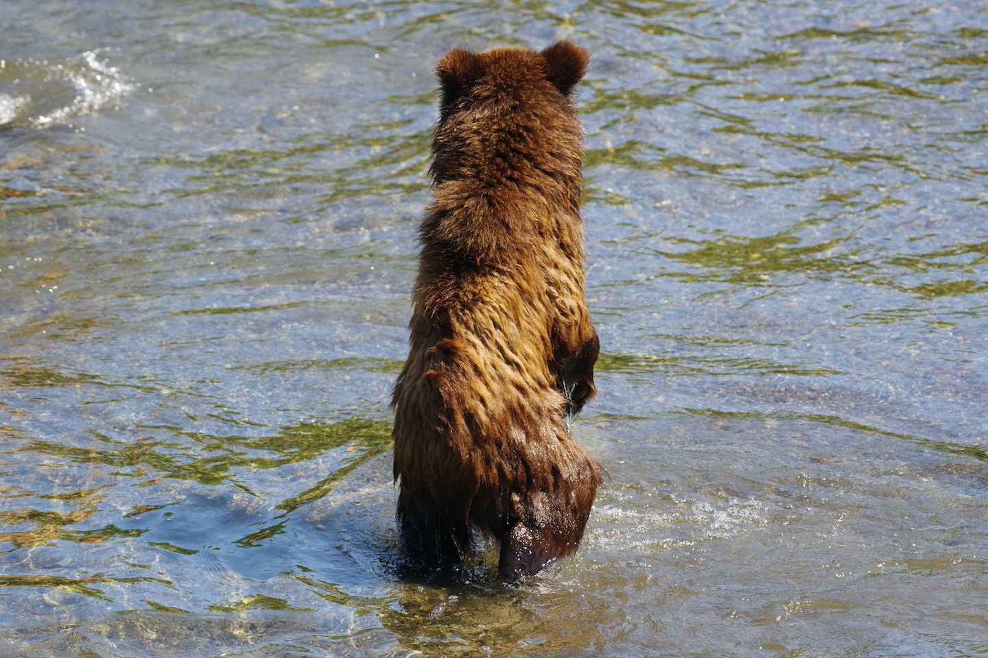 Brown bear cub