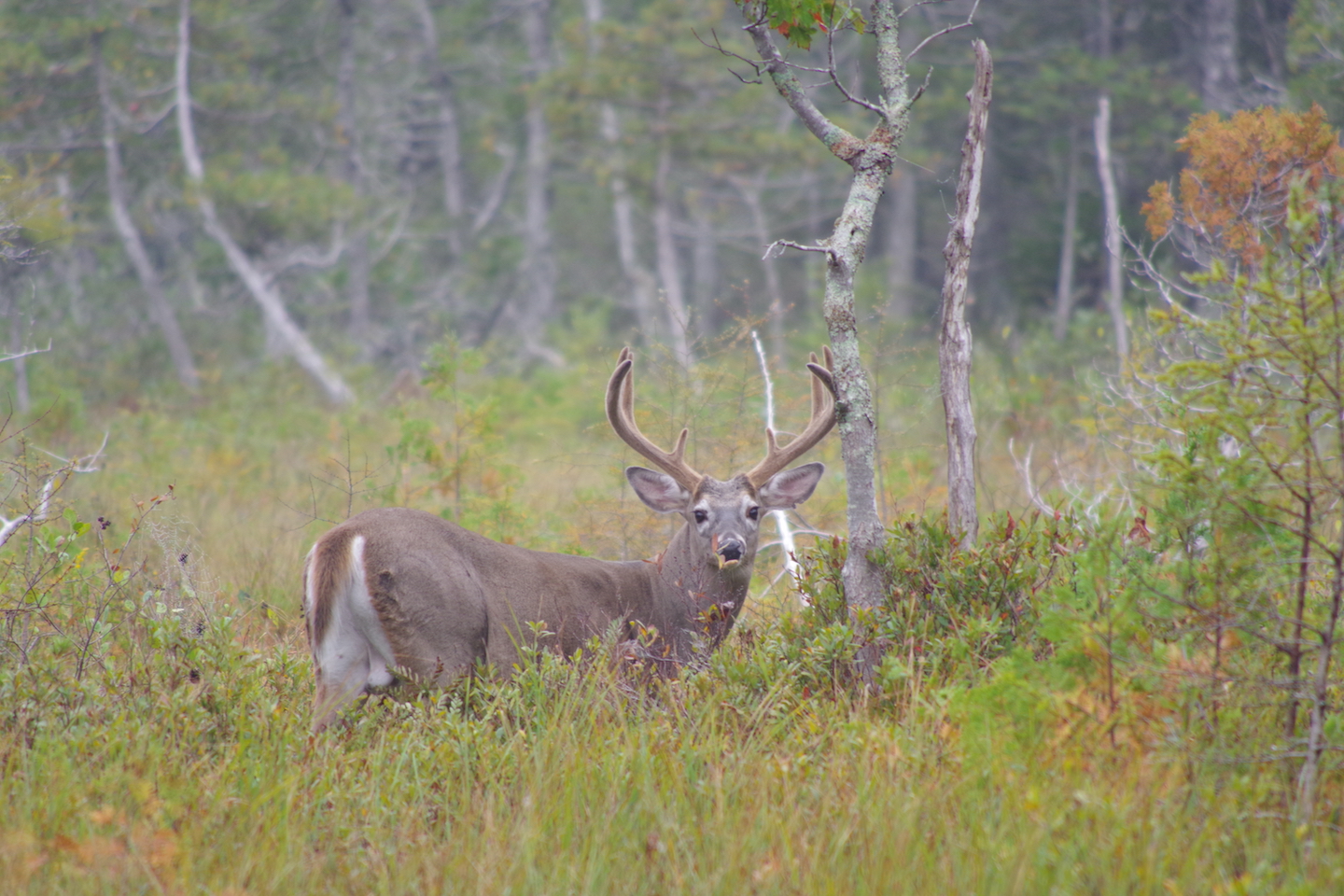 White-tailed deer