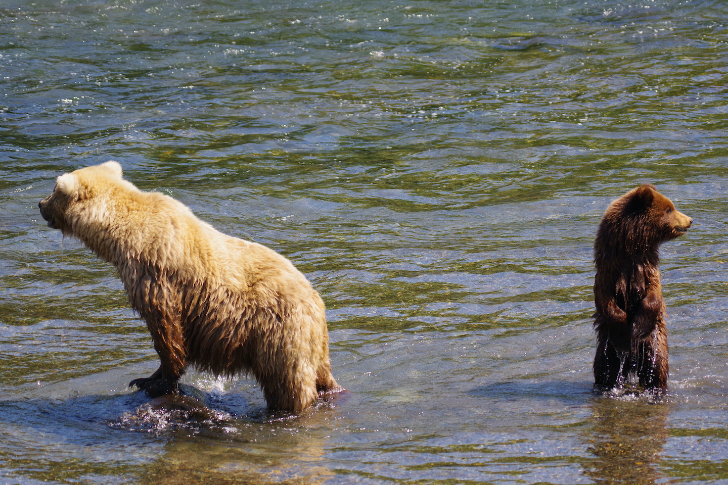 Katmai mother brown bear and her cub