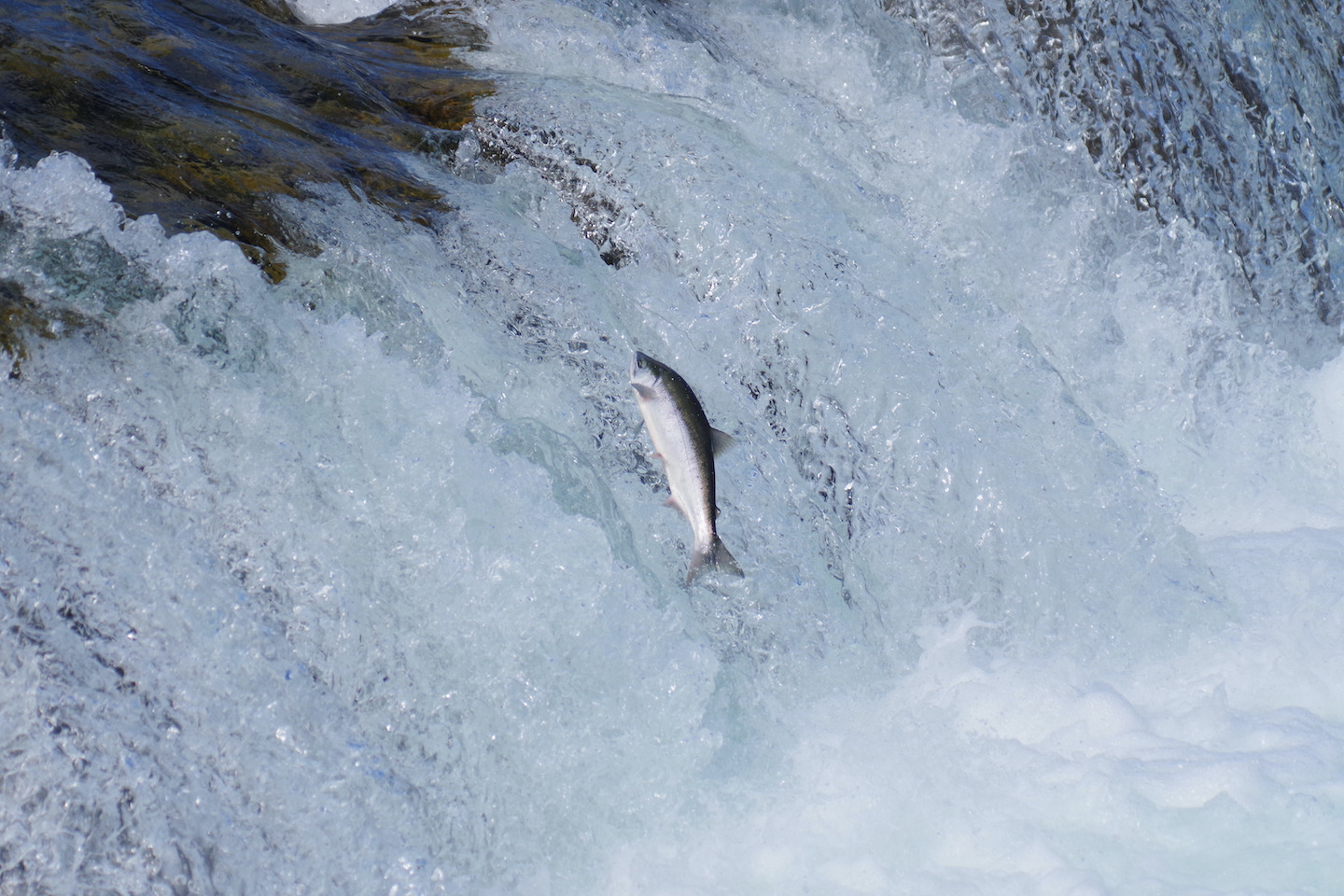 Katmai Salmon Brooks falls