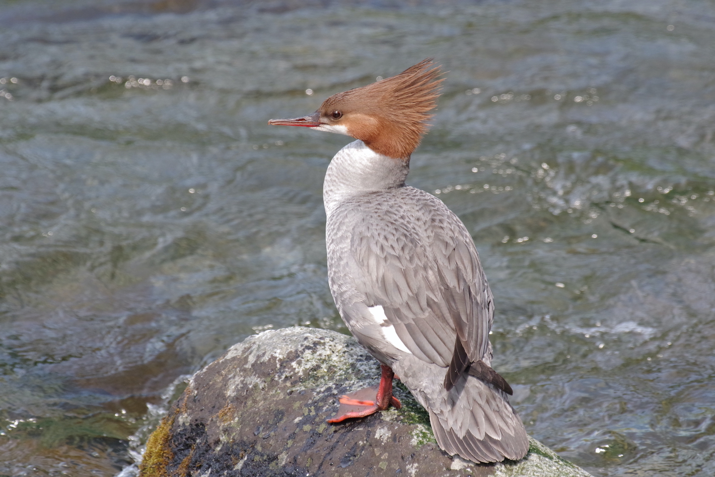 Katmai Duck Brooks river
