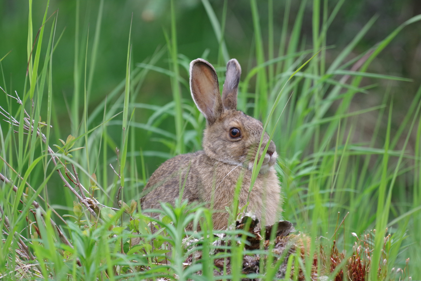 Katmai Snowshoe hare