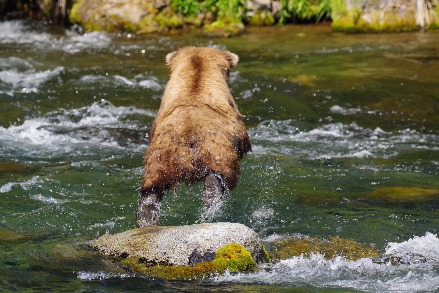 Katmai Brown bear
