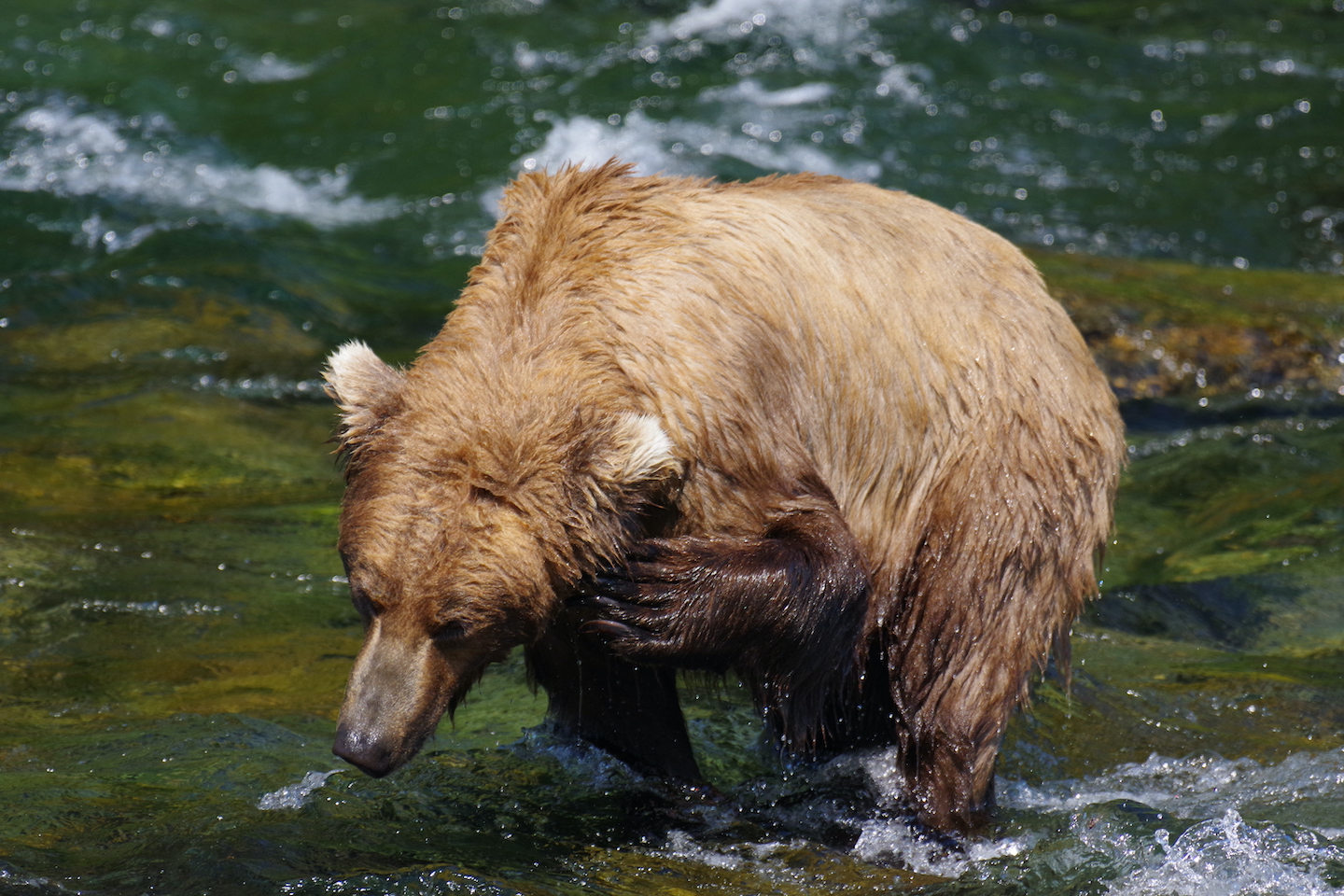 Katmai Brown bear