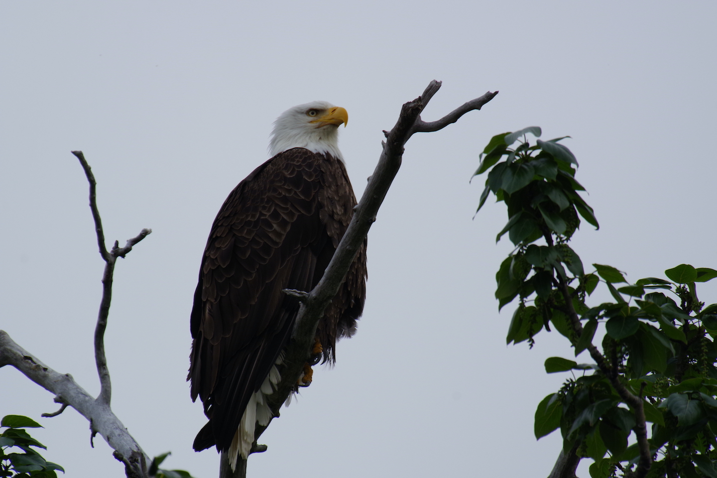 Katmai Bald eagle
