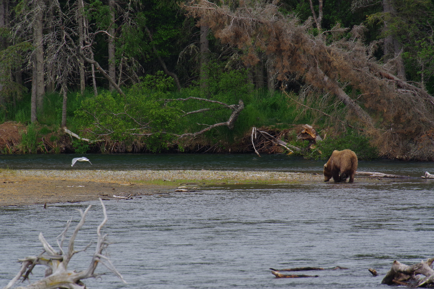 Katmai Brown bear