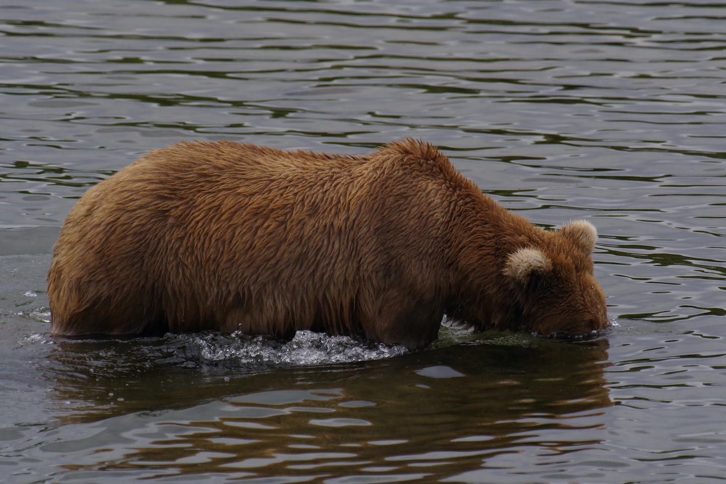 Katmai Brown bear