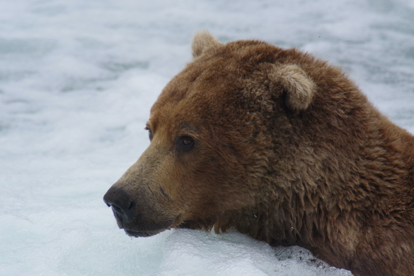 Katmai Brown bear