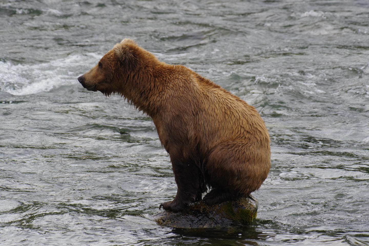 Katmai Brown bear
