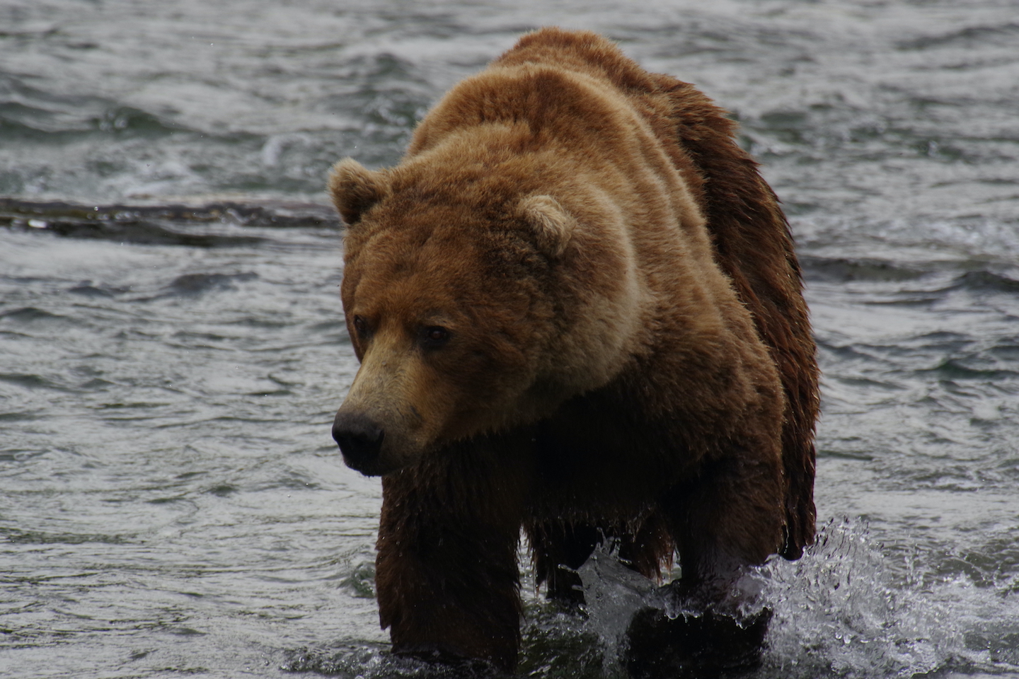 Katmai Brown bear