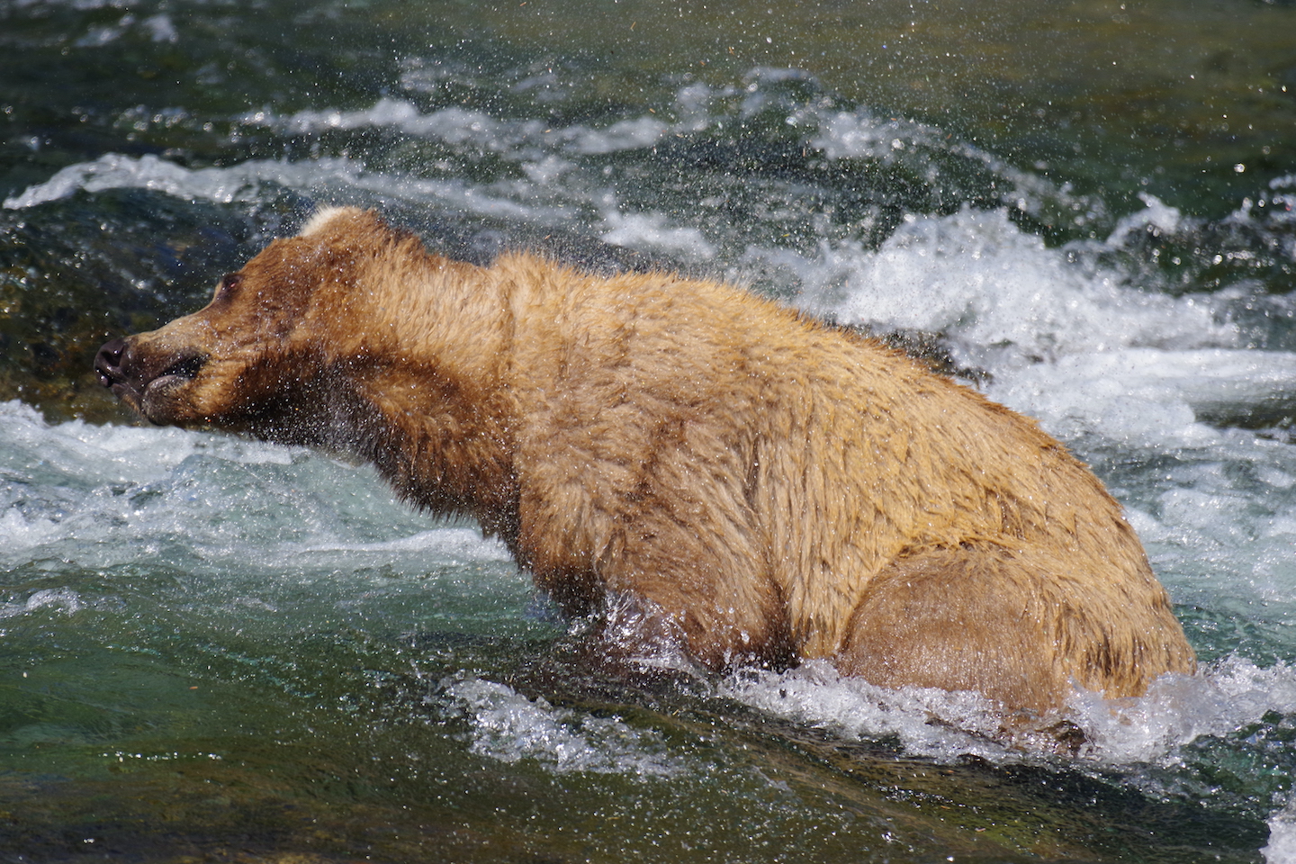 Katmai Brown bear