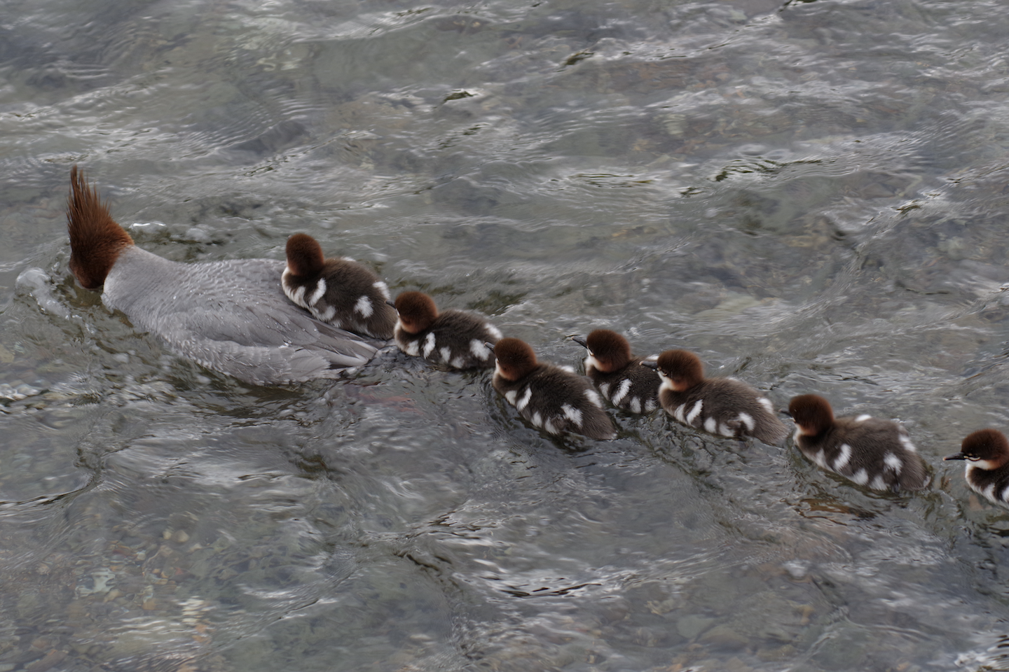 Katmai duck family
