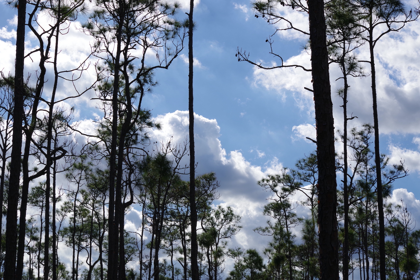 Everglades trail