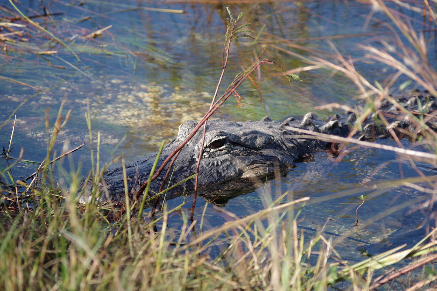 American alligator Everglades