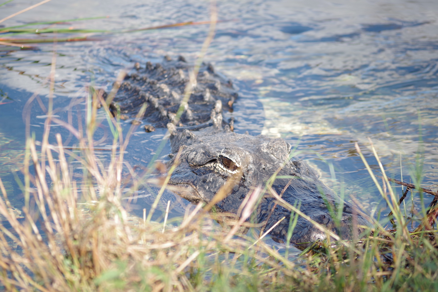 American alligator Everglades