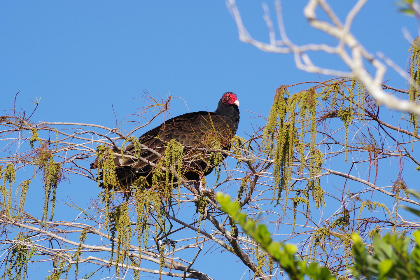 Turkey vulture Everglades