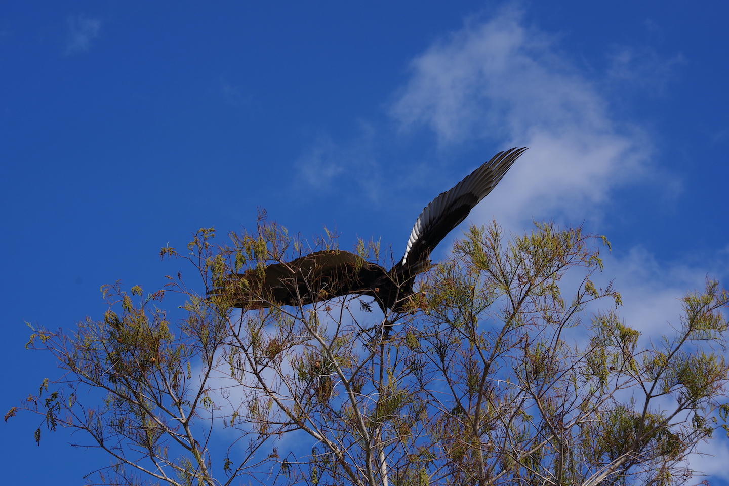 Turkey vulture Everglades