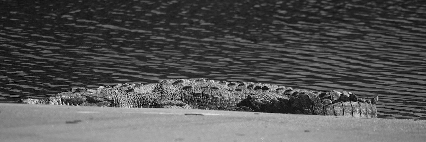 Female American crocodile Everglades