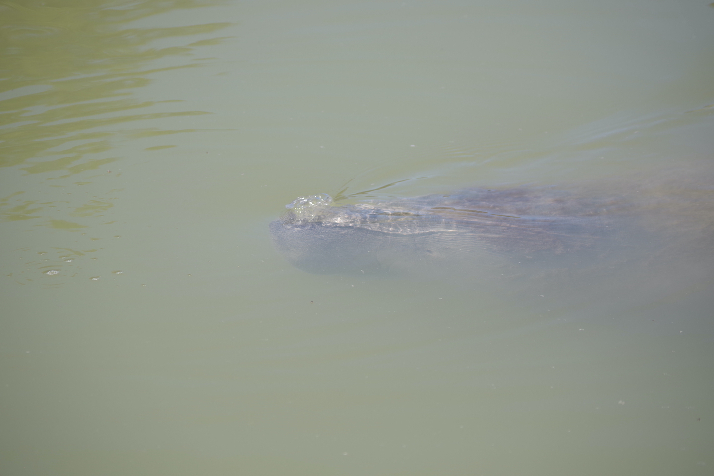 Manatee Everglades