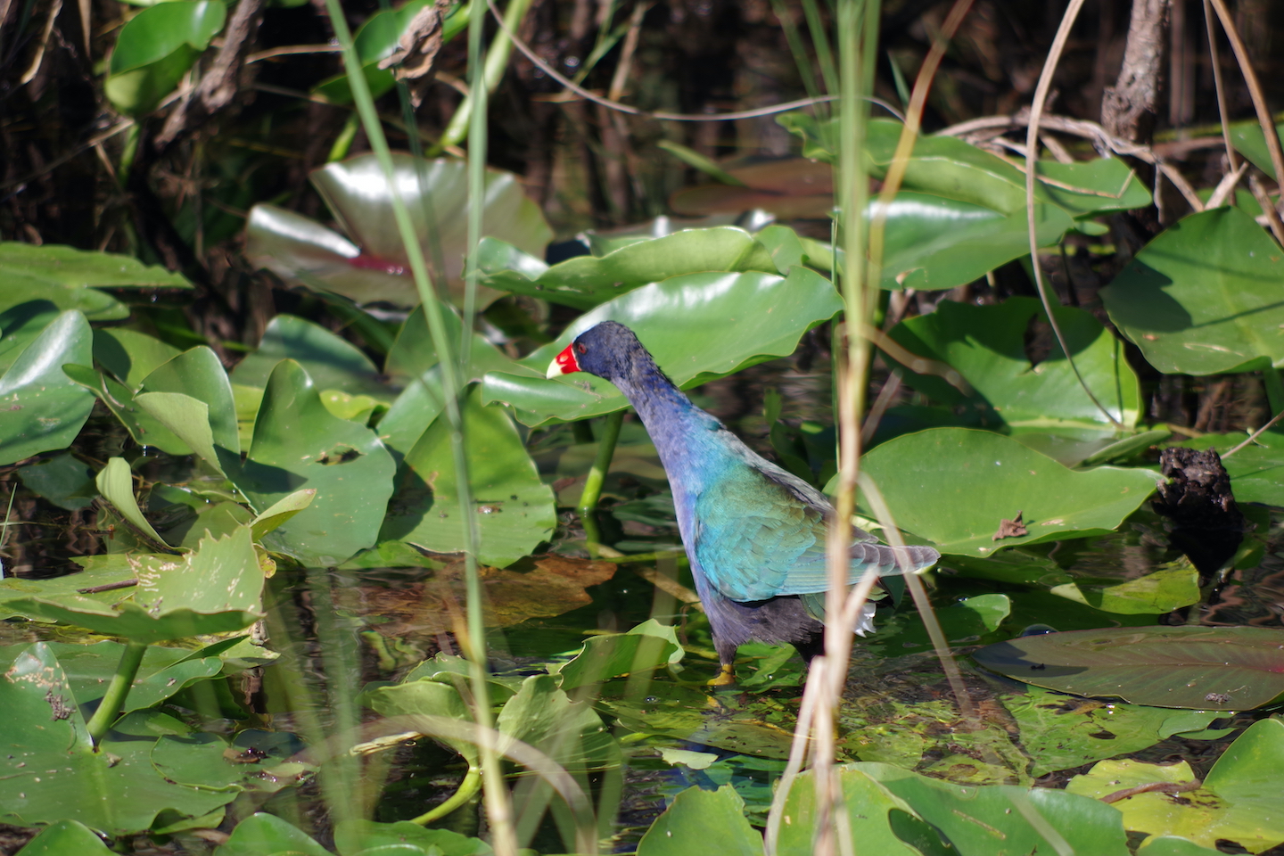 American Purple Gallinule Everglades