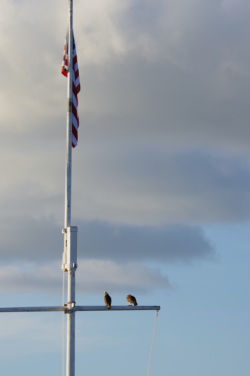 Osprey couple Everglades