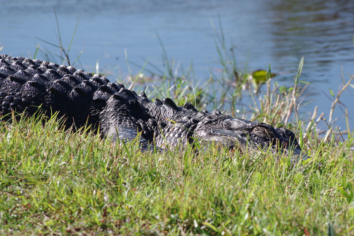 American alligator Everglades Shark valley