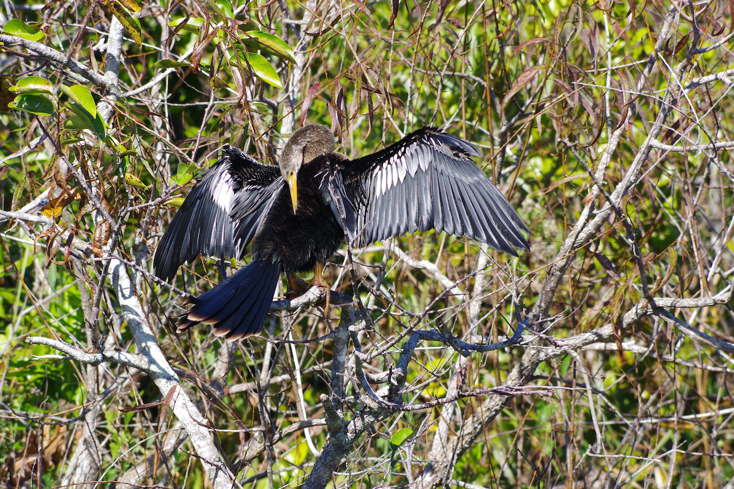Anhinga Everglades