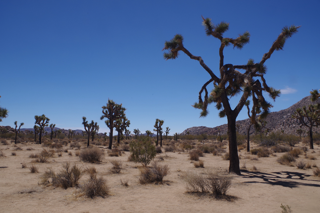Joshua Tree 1