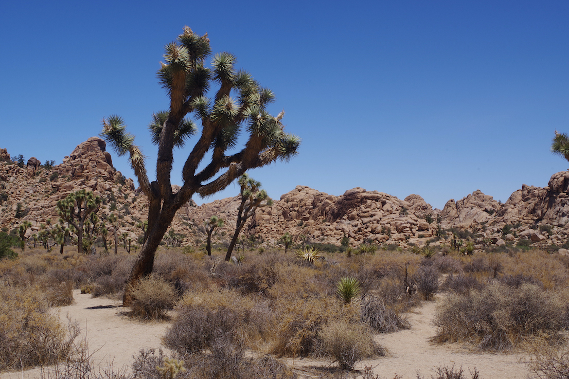 Joshua Tree 2
