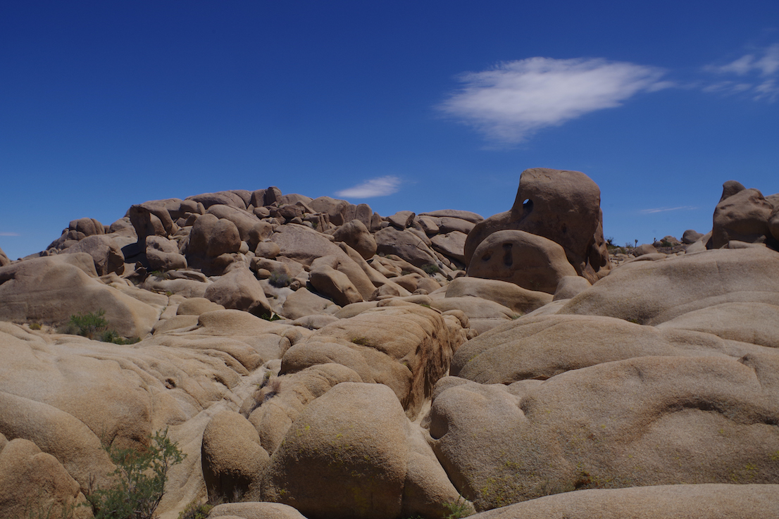 Joshua Tree 5