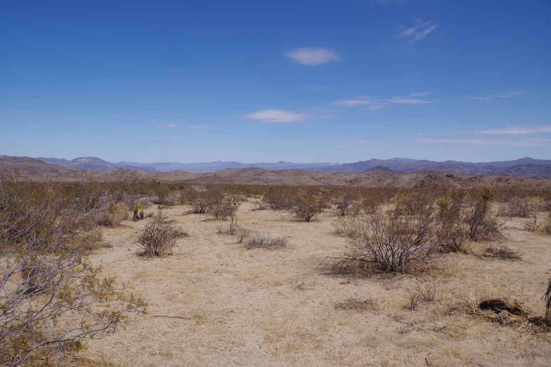 Joshua Tree 6