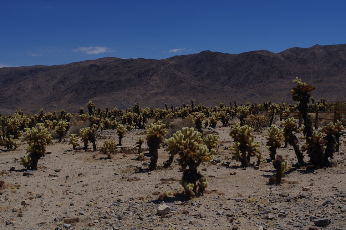 Joshua Tree 7