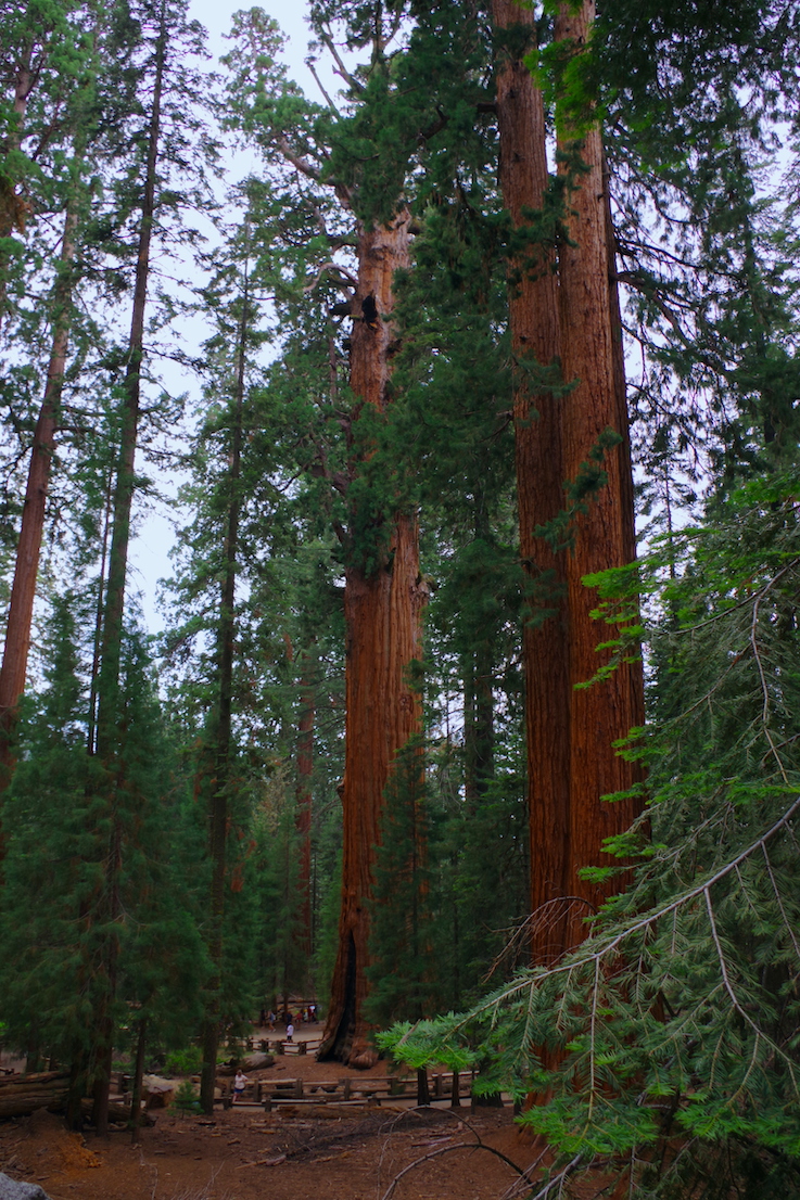 General Sherman Tree, Sequoia