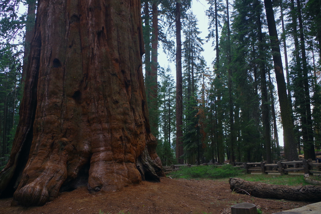 General Sherman Tree, Sequoia