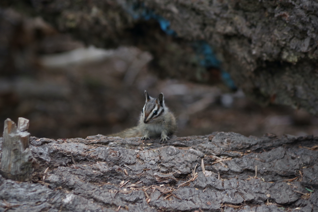 Chipmunk, Sequoia