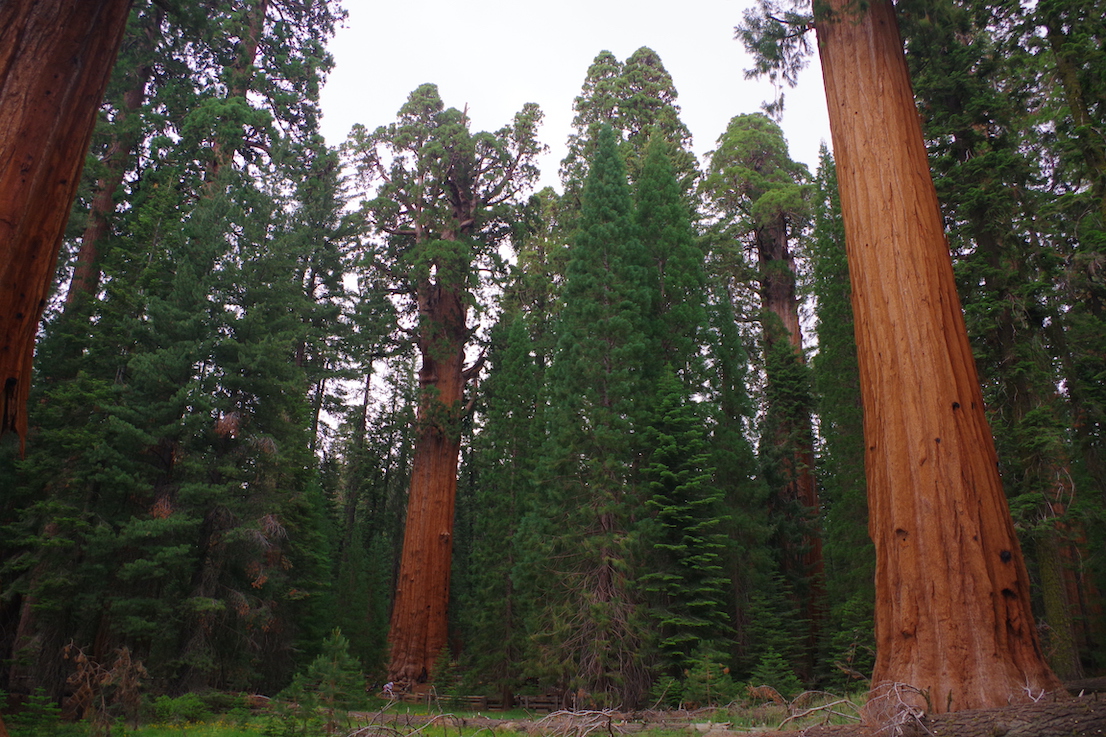 Sequoia National Park