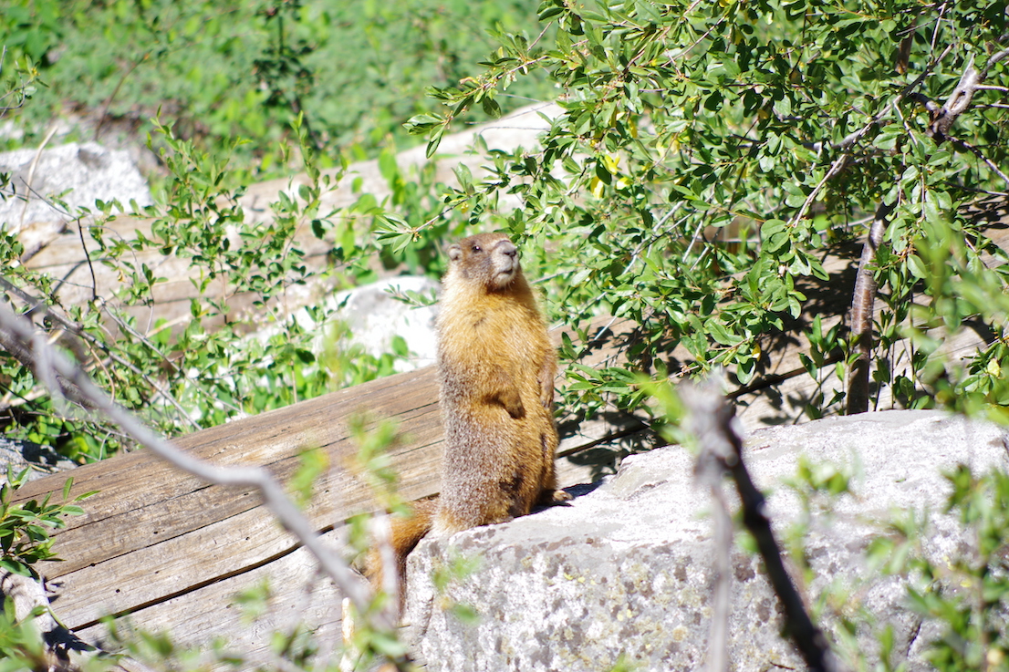 Yellow-bellied marmot, Sequoia