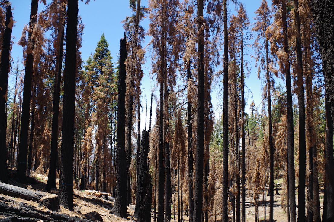 Burnt trees, Sequoia