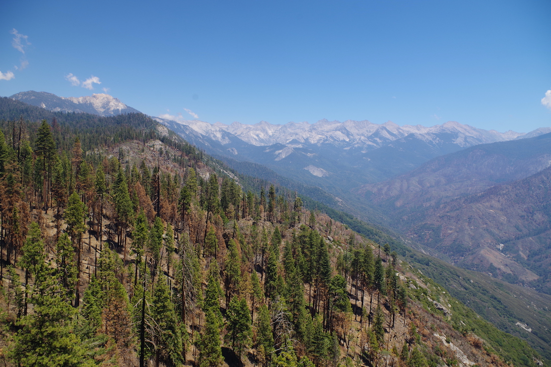 Moro Rock, Sequoia