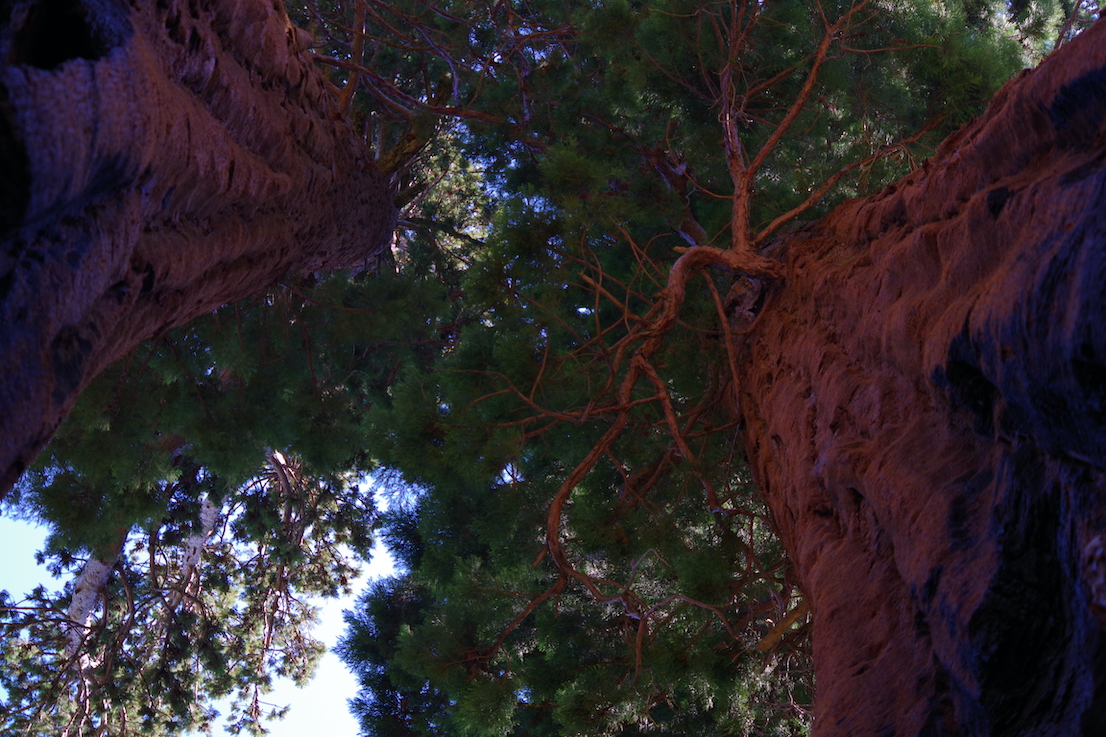 Giant sequoias in Sequoia National Park