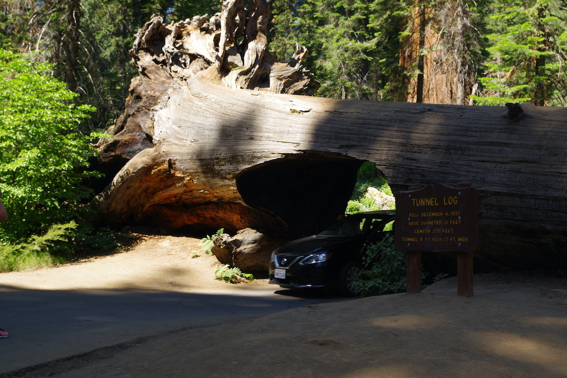 Tunnel log, Sequoia