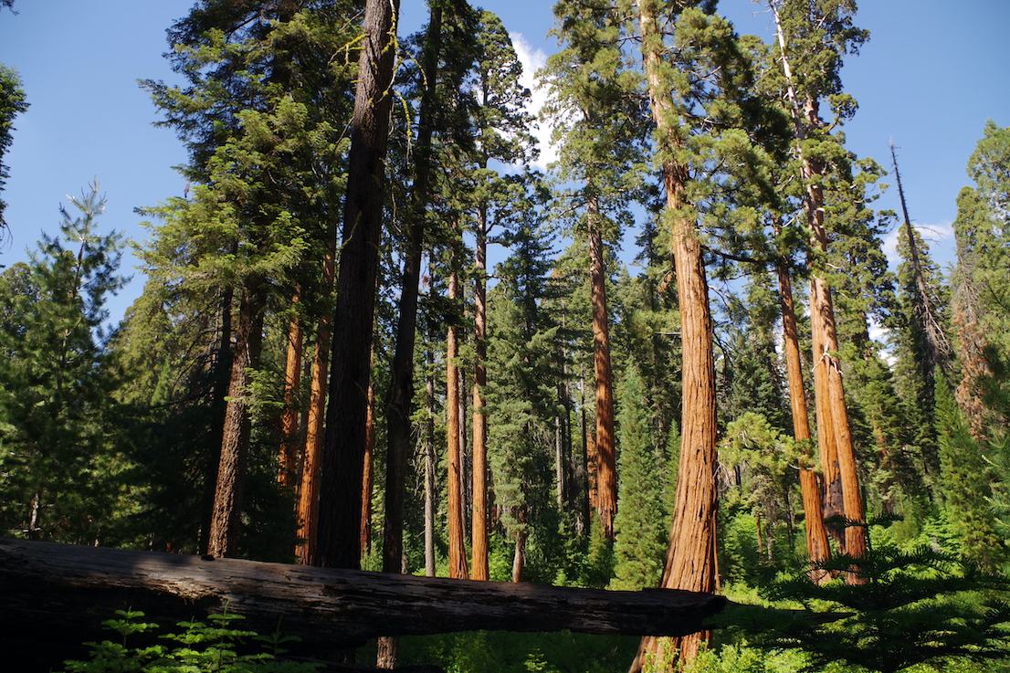 Giant sequoias in Sequoia National Park