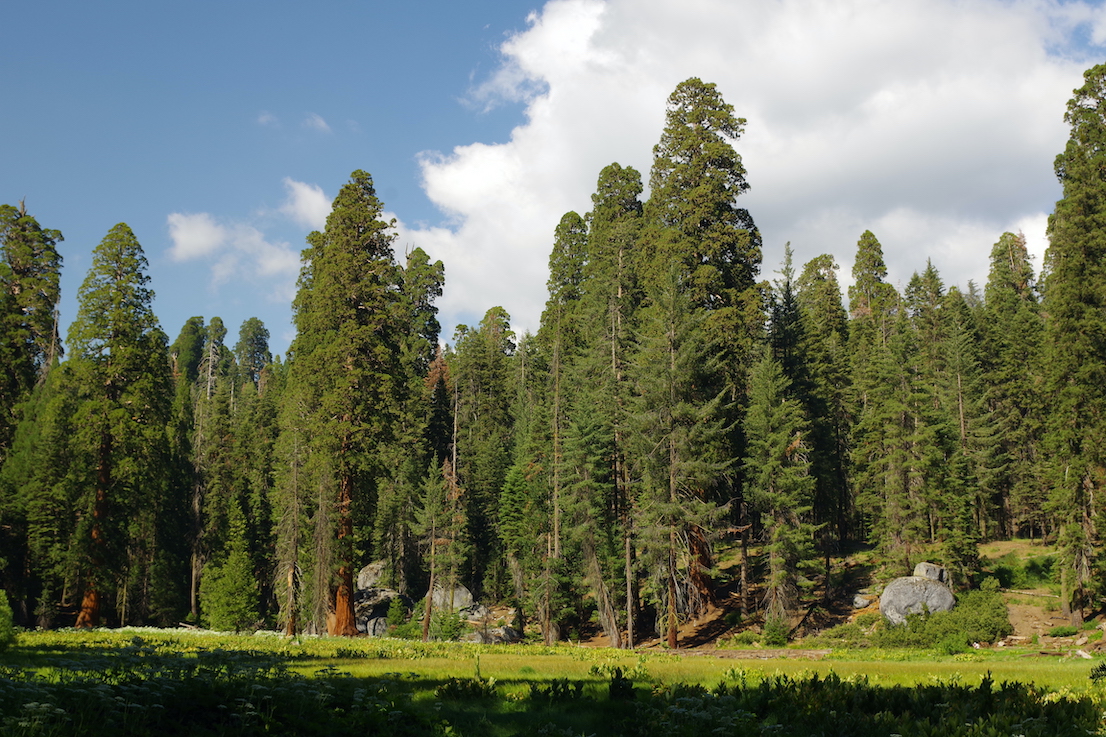 Giant sequoias in Sequoia National Park