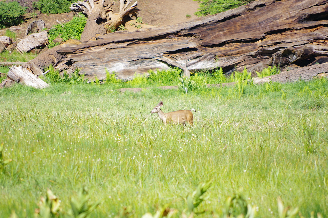 California mule deer, Sequoia