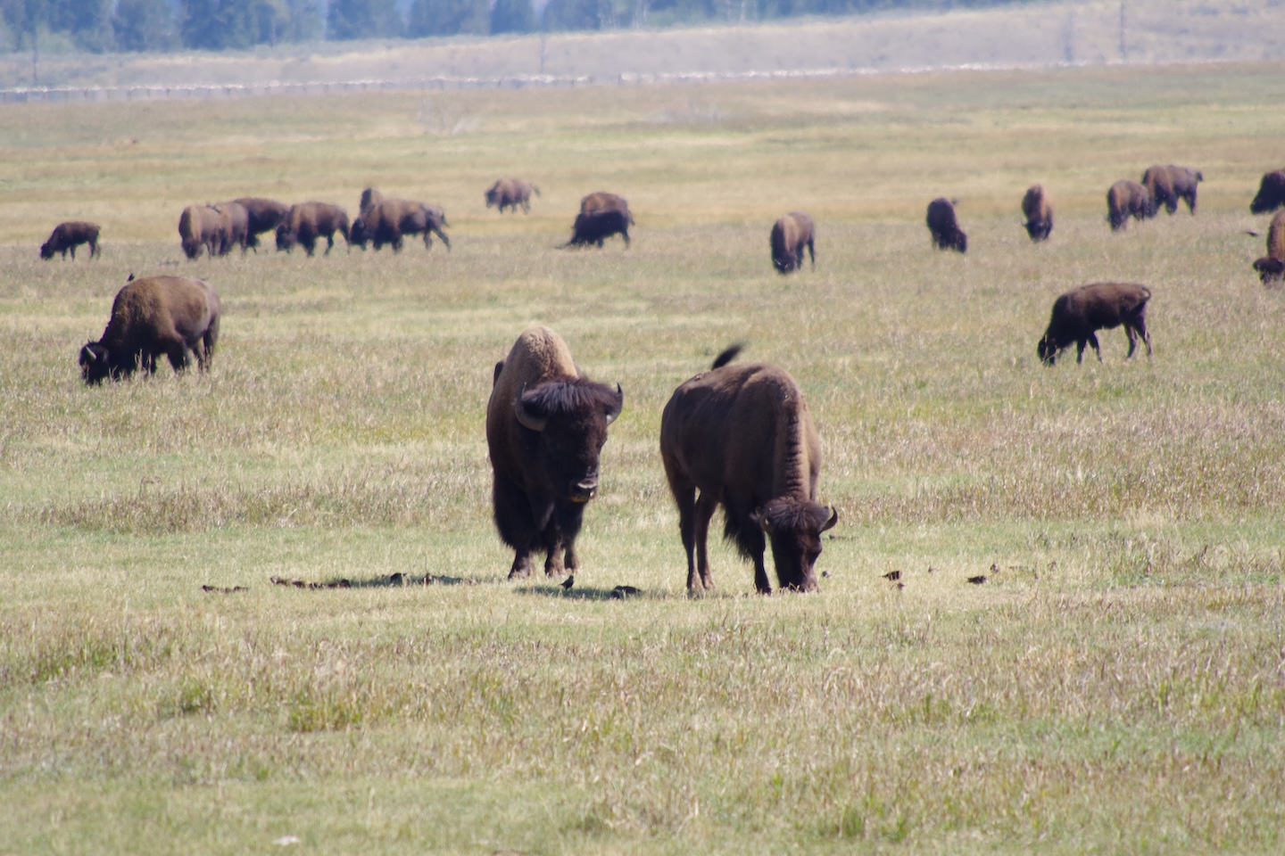 Grand Teton Bisons