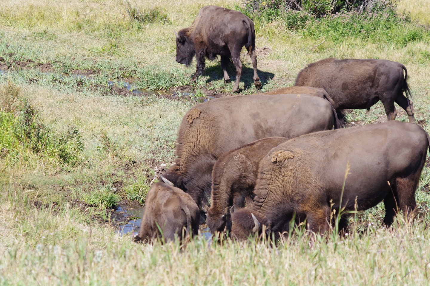 Grand Teton Bisons