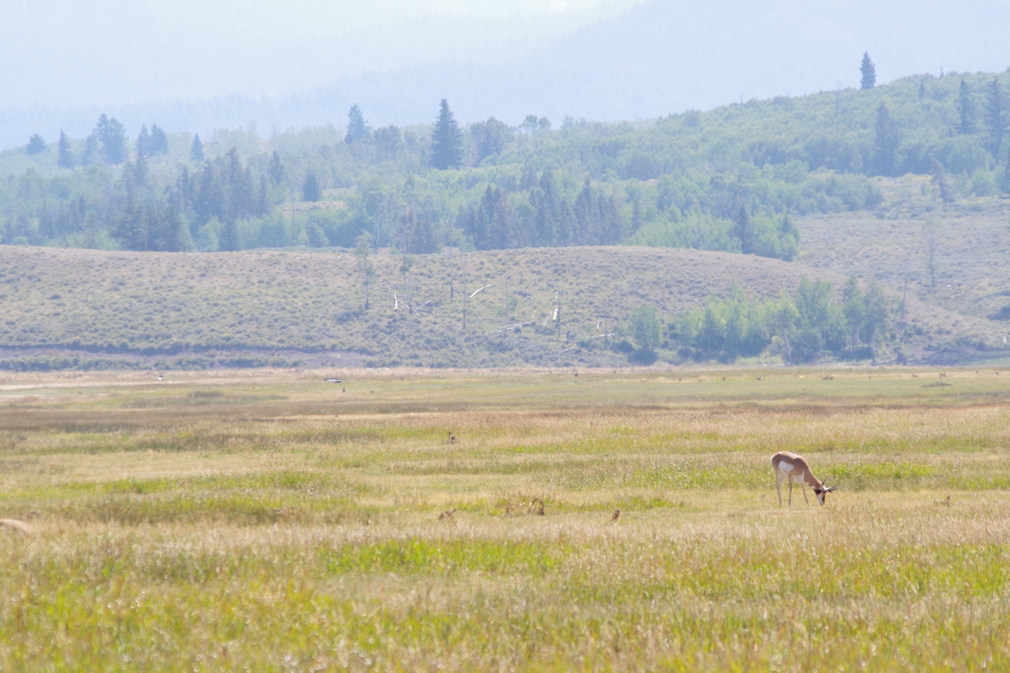 Grand Teton Pronghorn