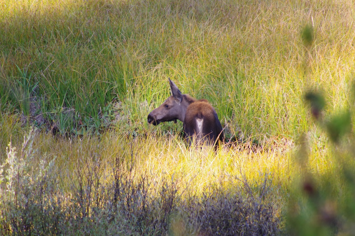 Moose calf, Grand Teton